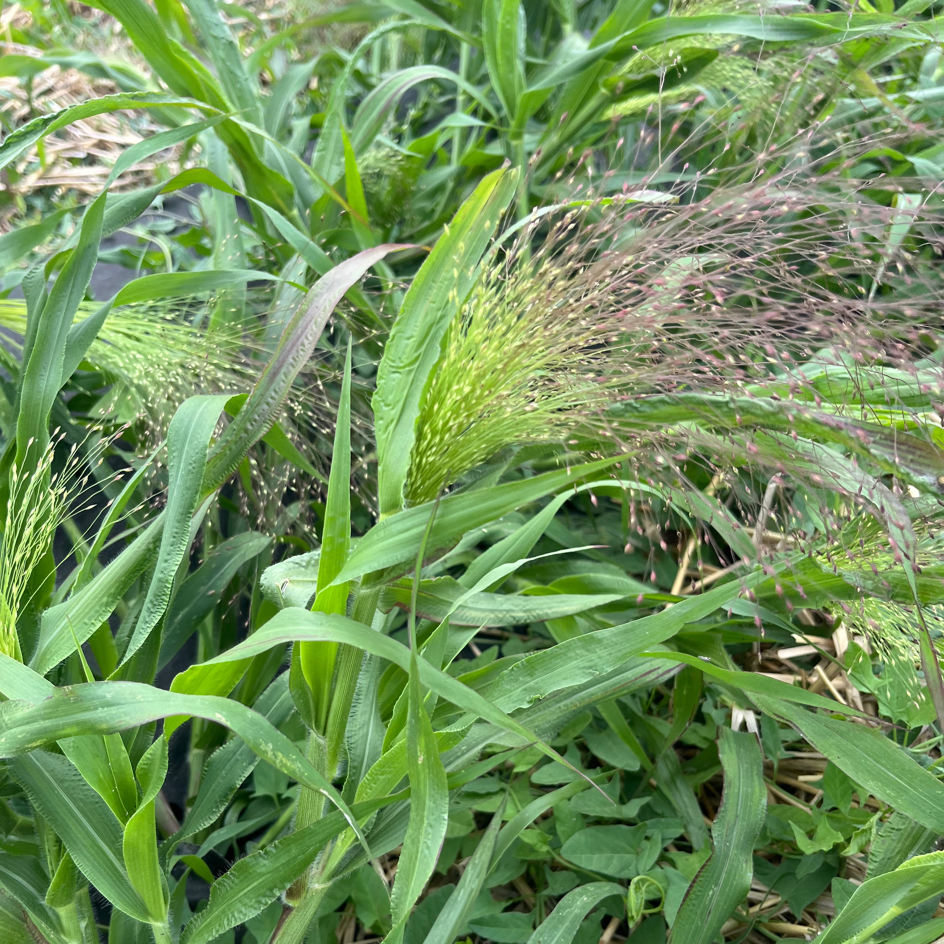 PANICUM