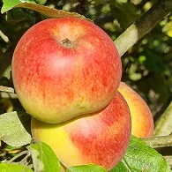 Pommier - Malus domestica "Croquet des Ardennes"