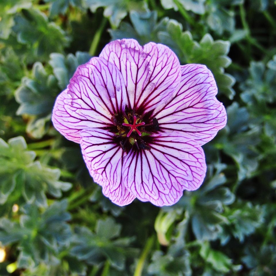 Géranium à feuilles cendrées (Geranium cinereum) 'Ballerina' - 1l