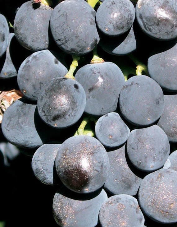 Raisin de table Noir bio (500gr)