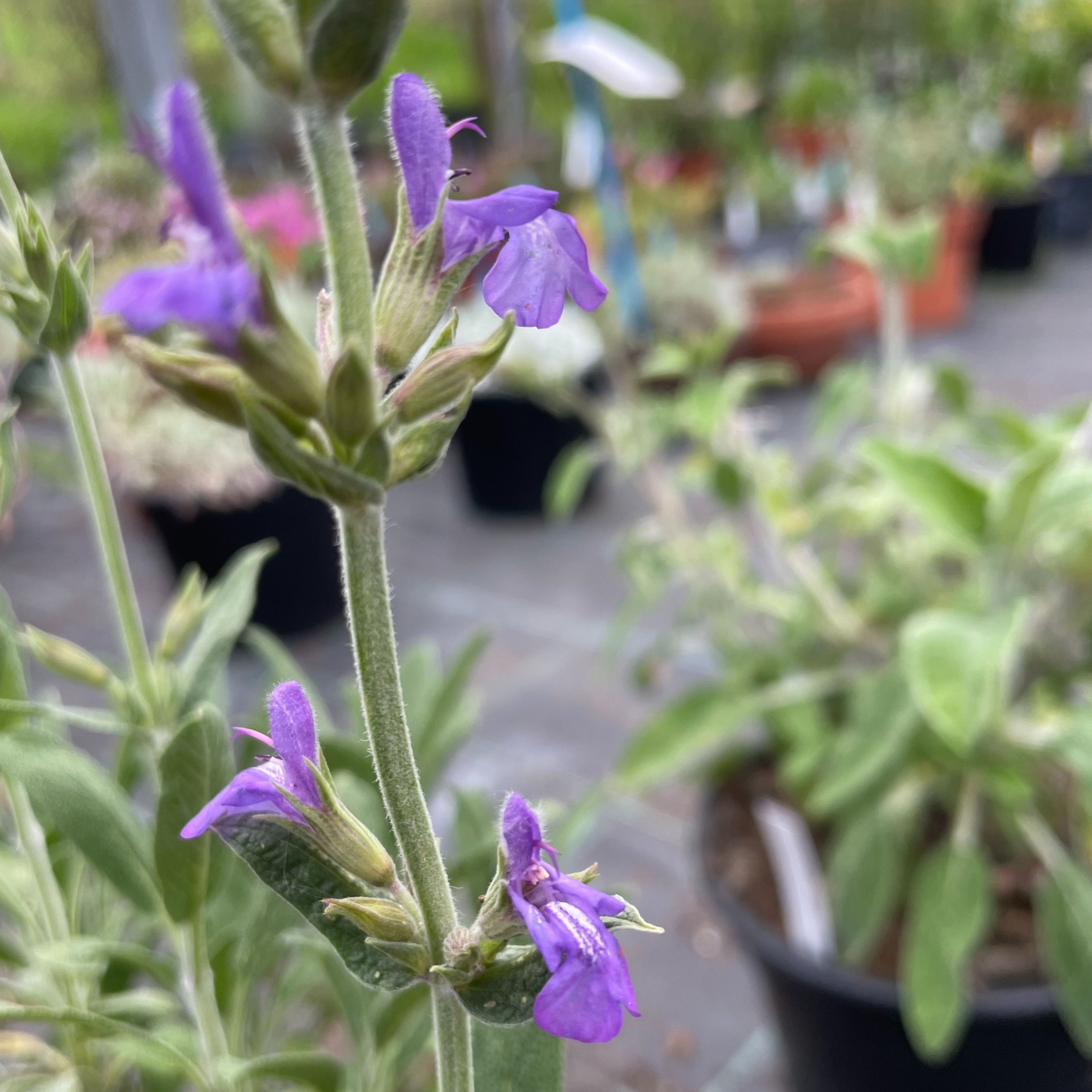 Salvia lavandulifolia subsp. blancoana