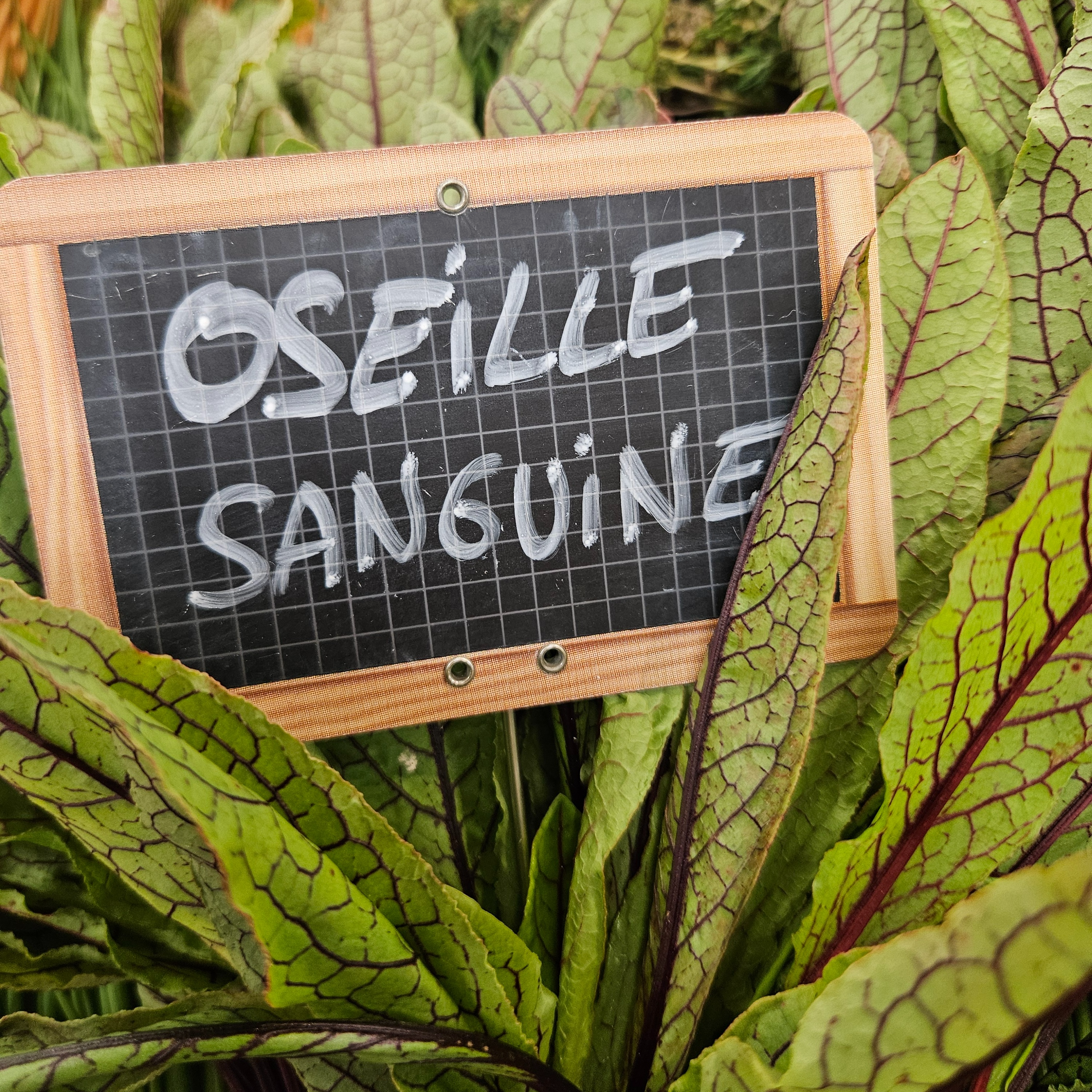 OSEILLE Sanguine