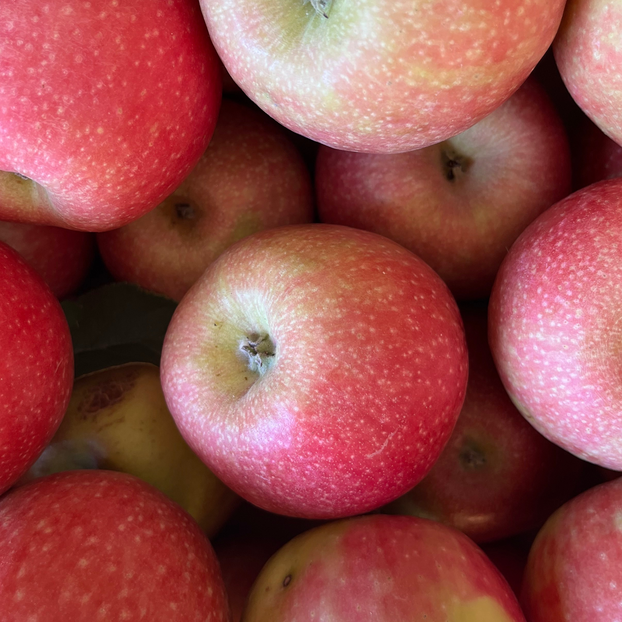 POMME CRIPPS PINK