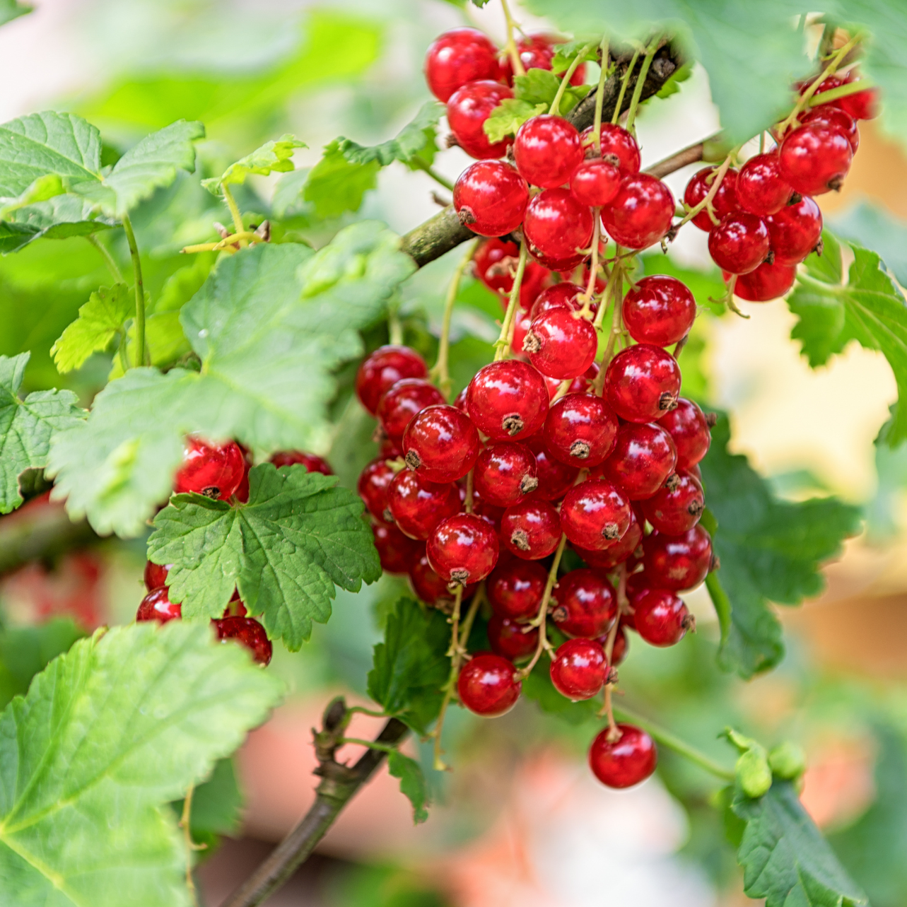 Groseiller Jonkheer van Tets - 1,5l