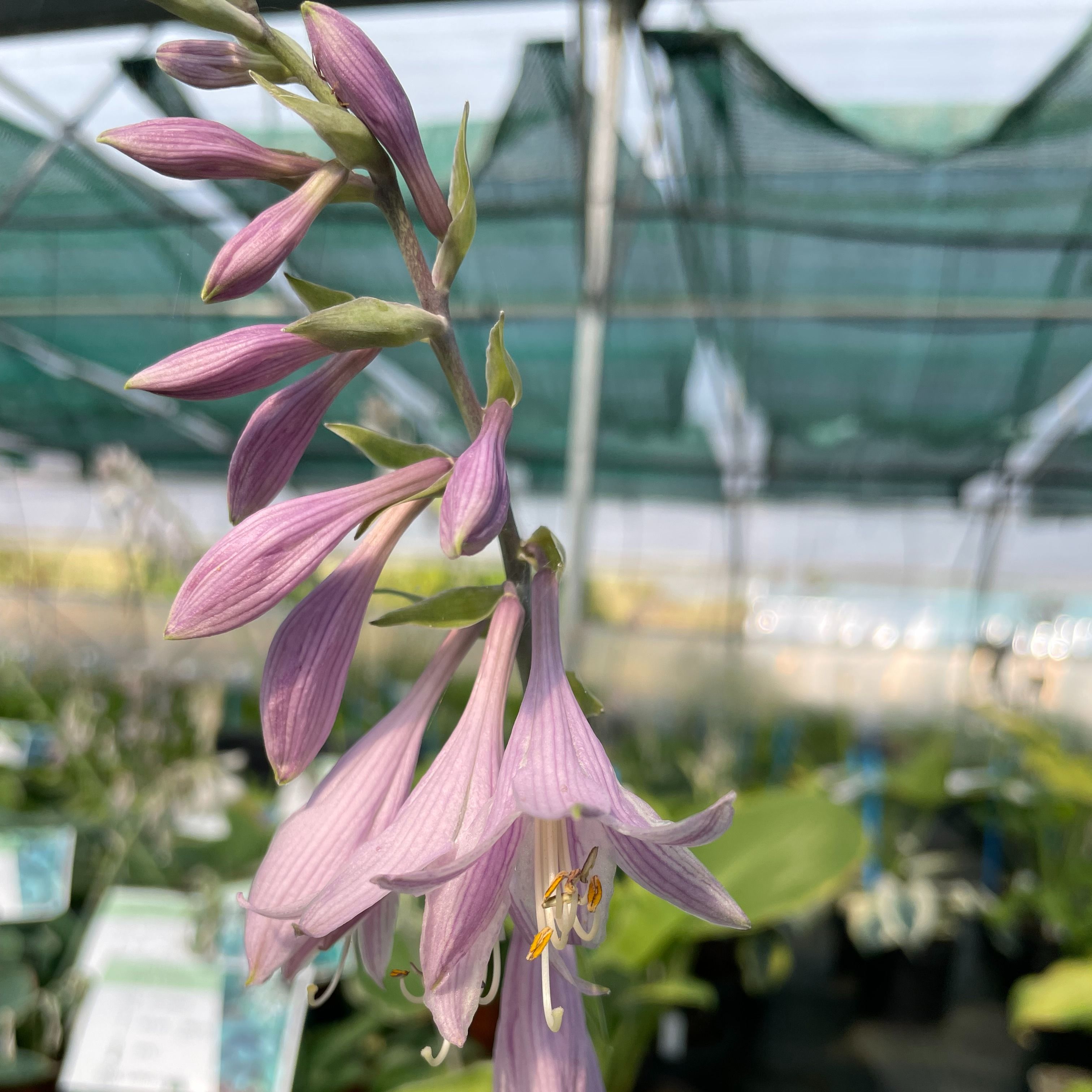 Hosta 'Atomic Elvis'