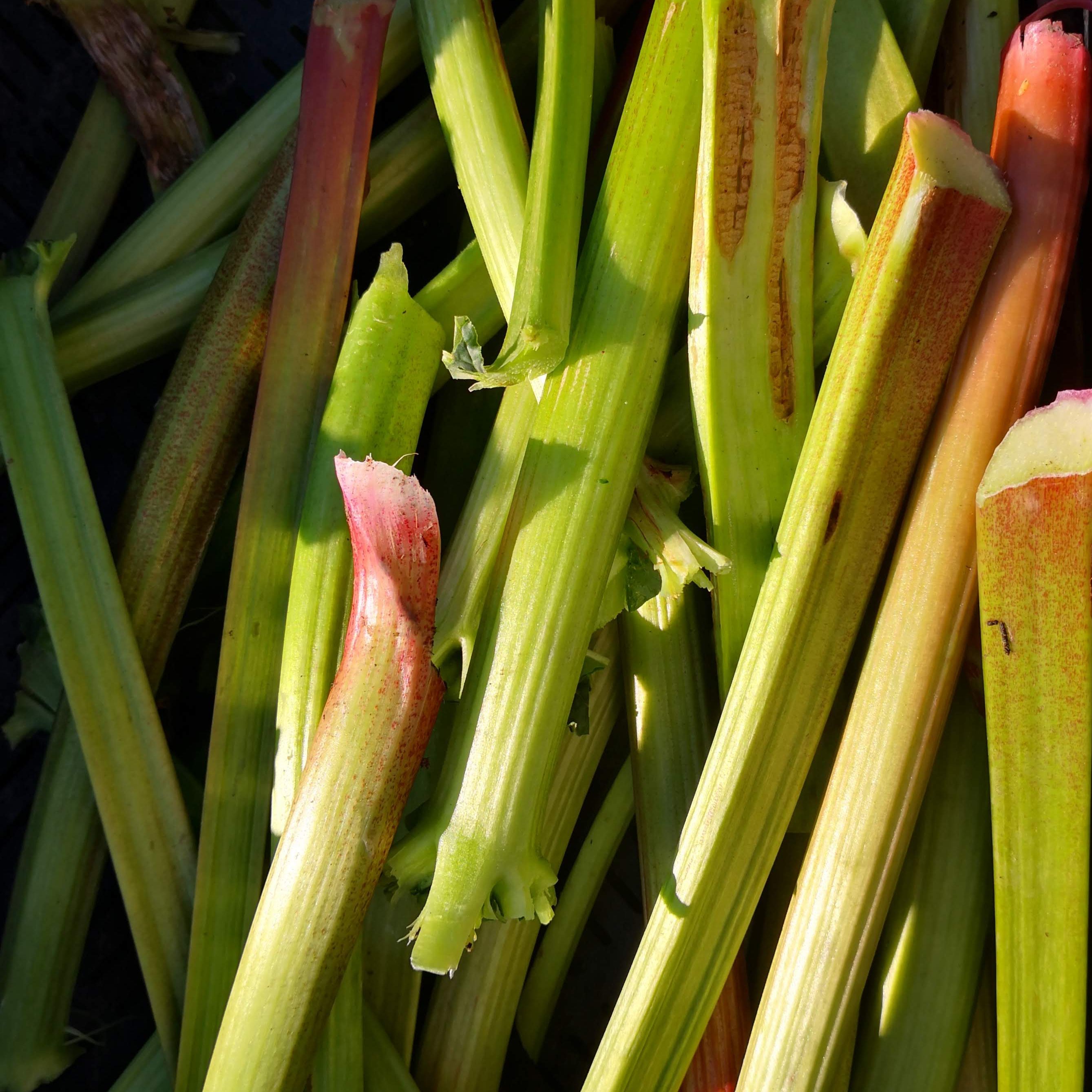 Rhubarbe - 500g