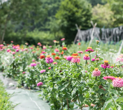 Plants fleurs- Zinnia sunbow mix