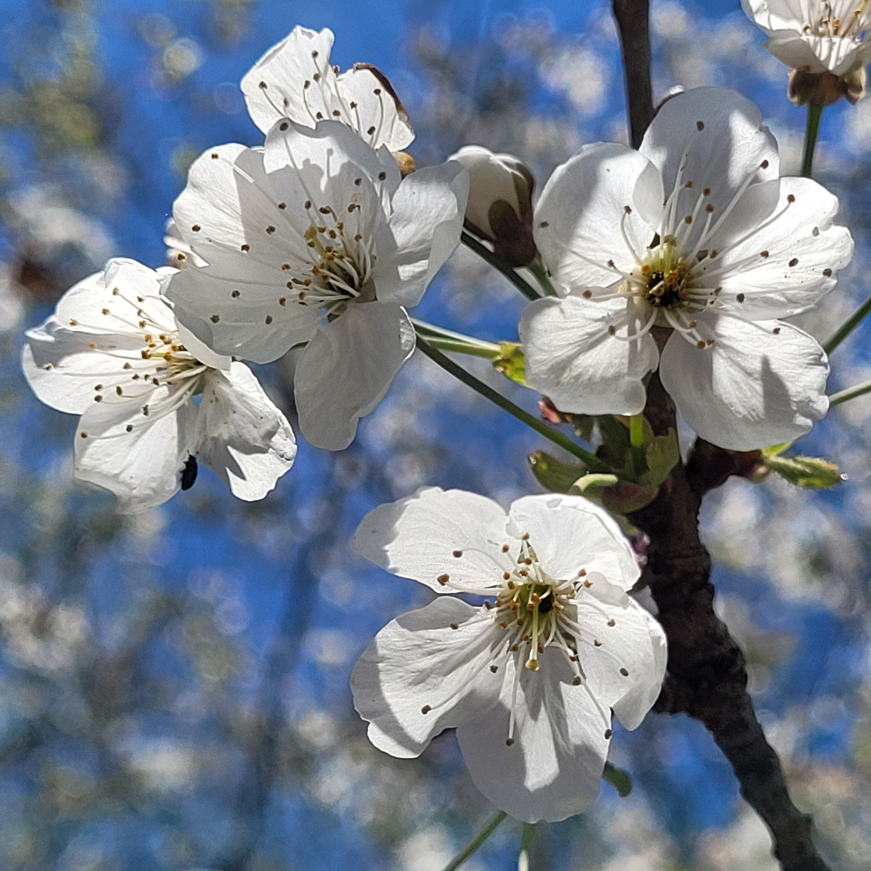 Miel de fleurs de printemps, seau - 3kg