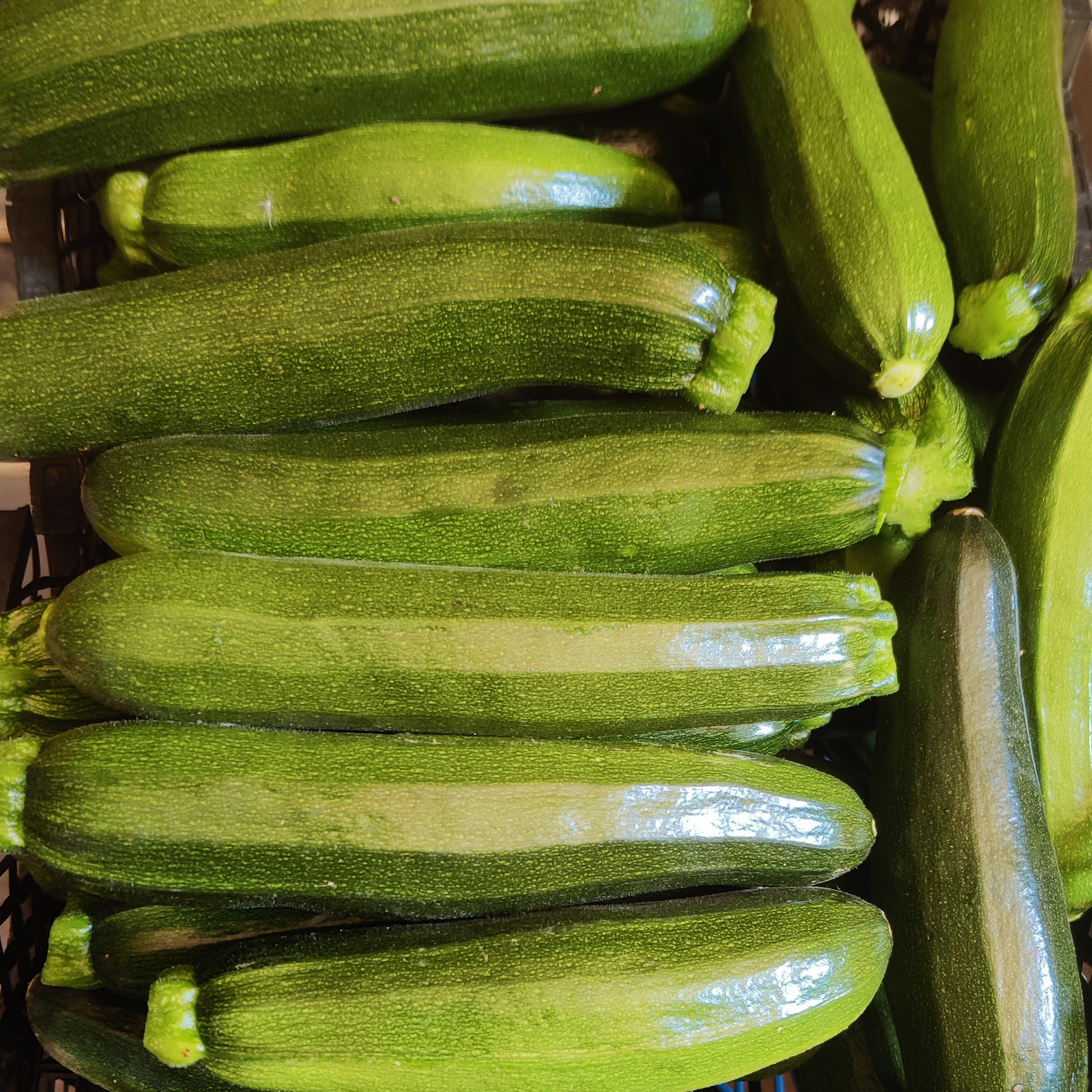 Courgettes