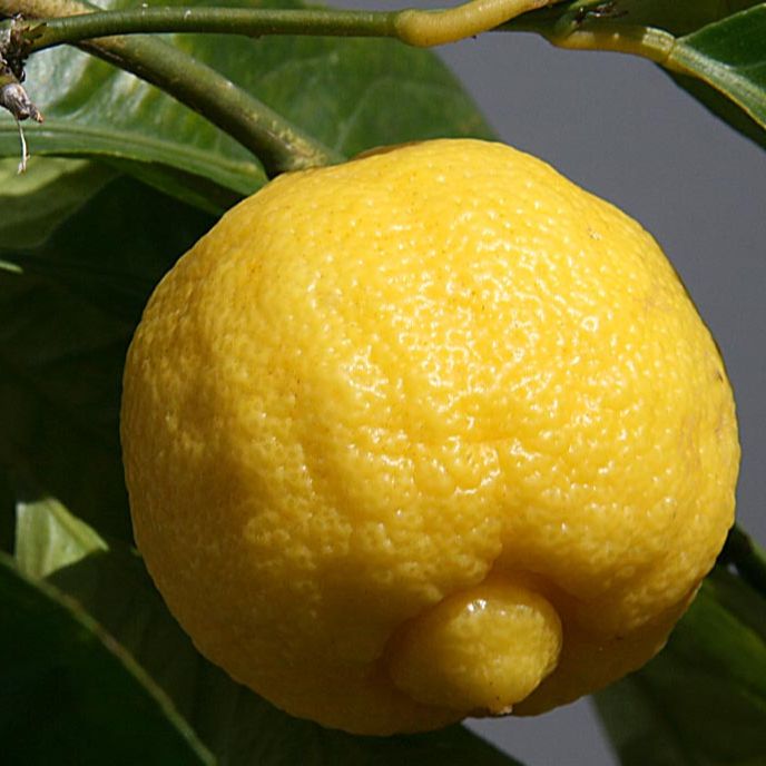 Citron beldi, Lime de Marrackech - 3l