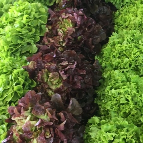 Salade poids - 300g