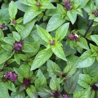 Basilic Thaï - 20g