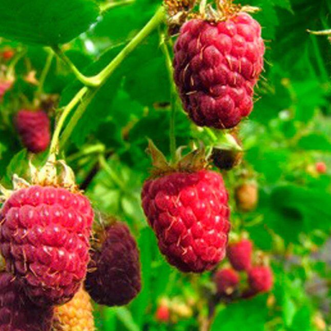 Framboisier de printemps - Rubus idaeus "Malling Promise"
