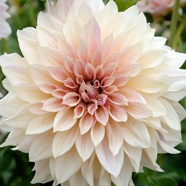 Dahlia café au lait - XXL