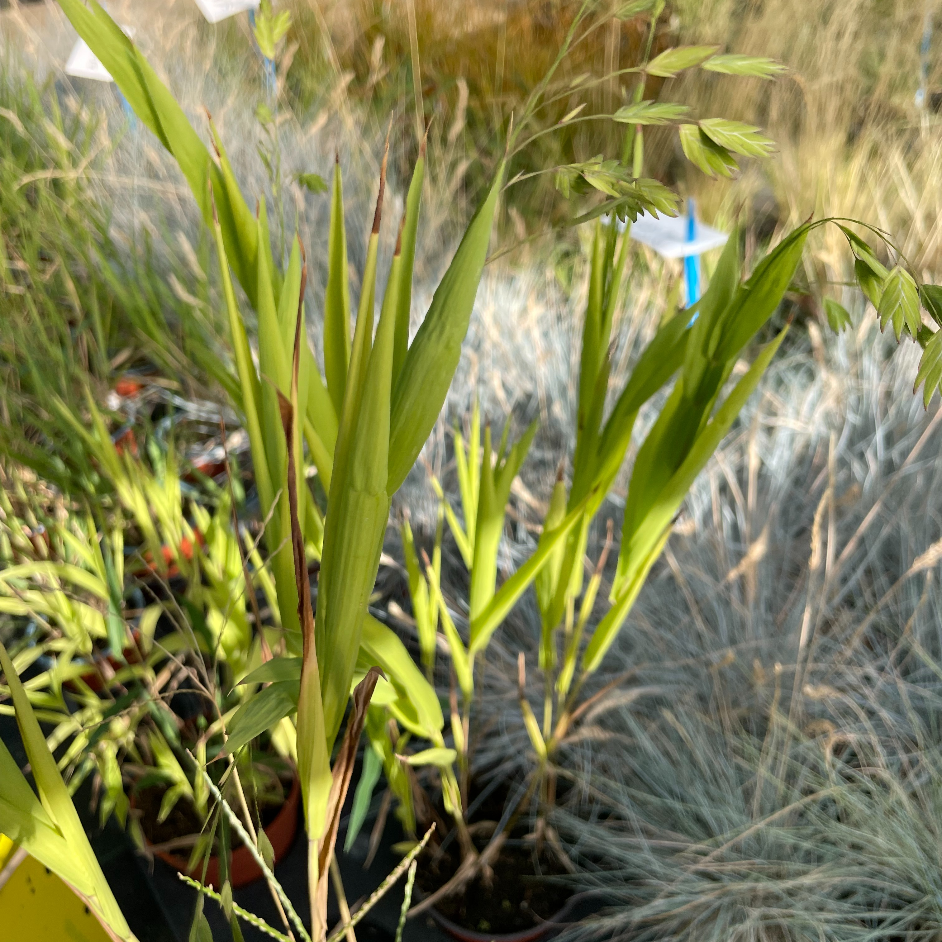 Chasmanthium latifolium