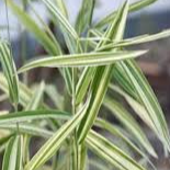 Chasmanthium ‘River Mist’