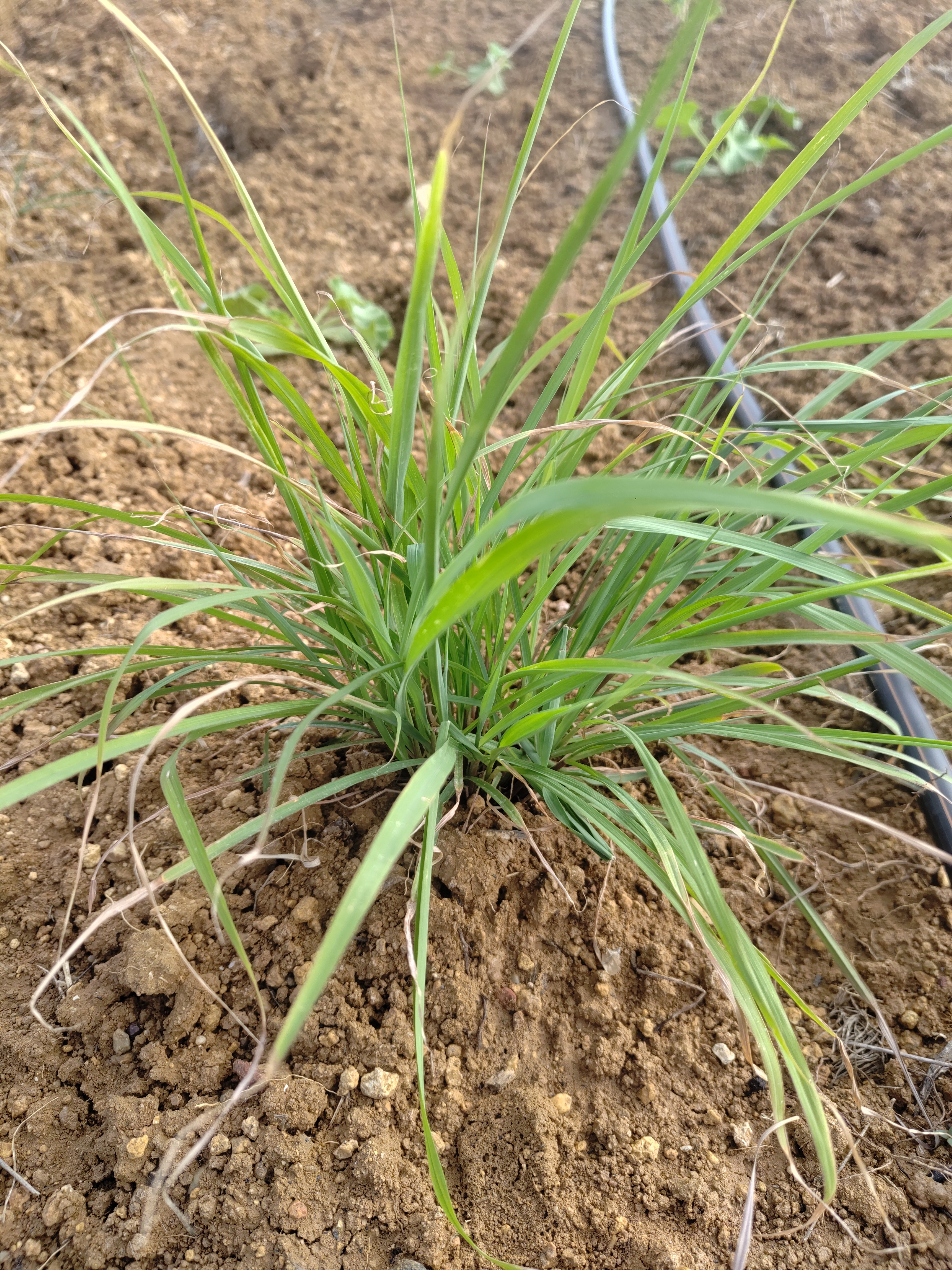 Citronnelle botte
