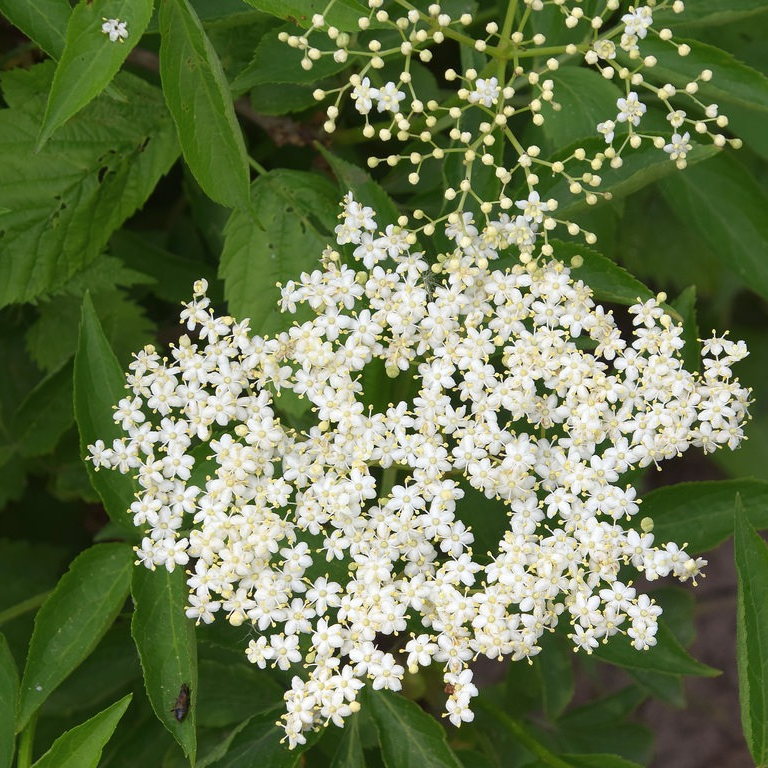 Fleurs de sureau (par 10)