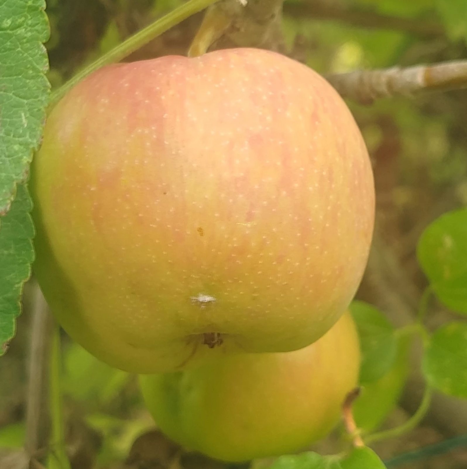 Pommier 'Reinette de Caux'/ Bittenfelder / 1m et plus / 5L