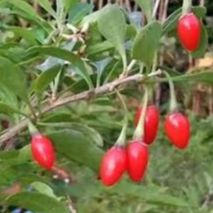 # Baie de Goji - Lycium barbarum - "N°1" - Pot 40/60