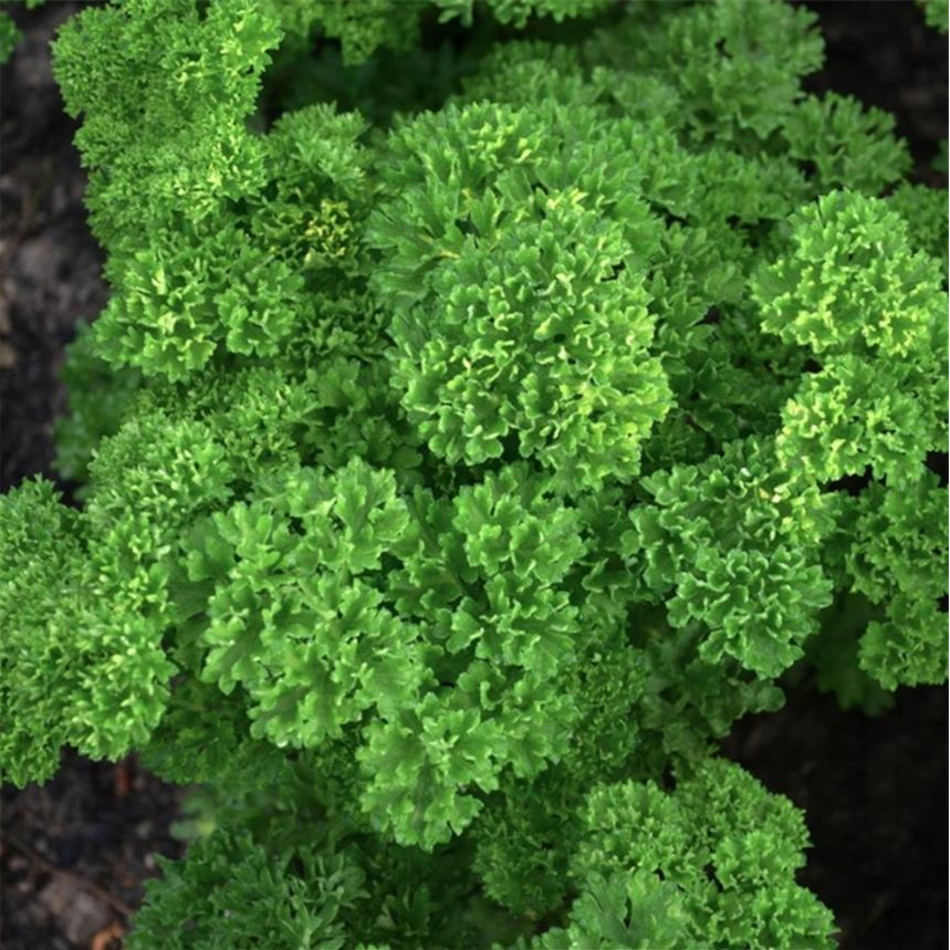 PLANT DE PERSIL FRISÉ Grüne Perle