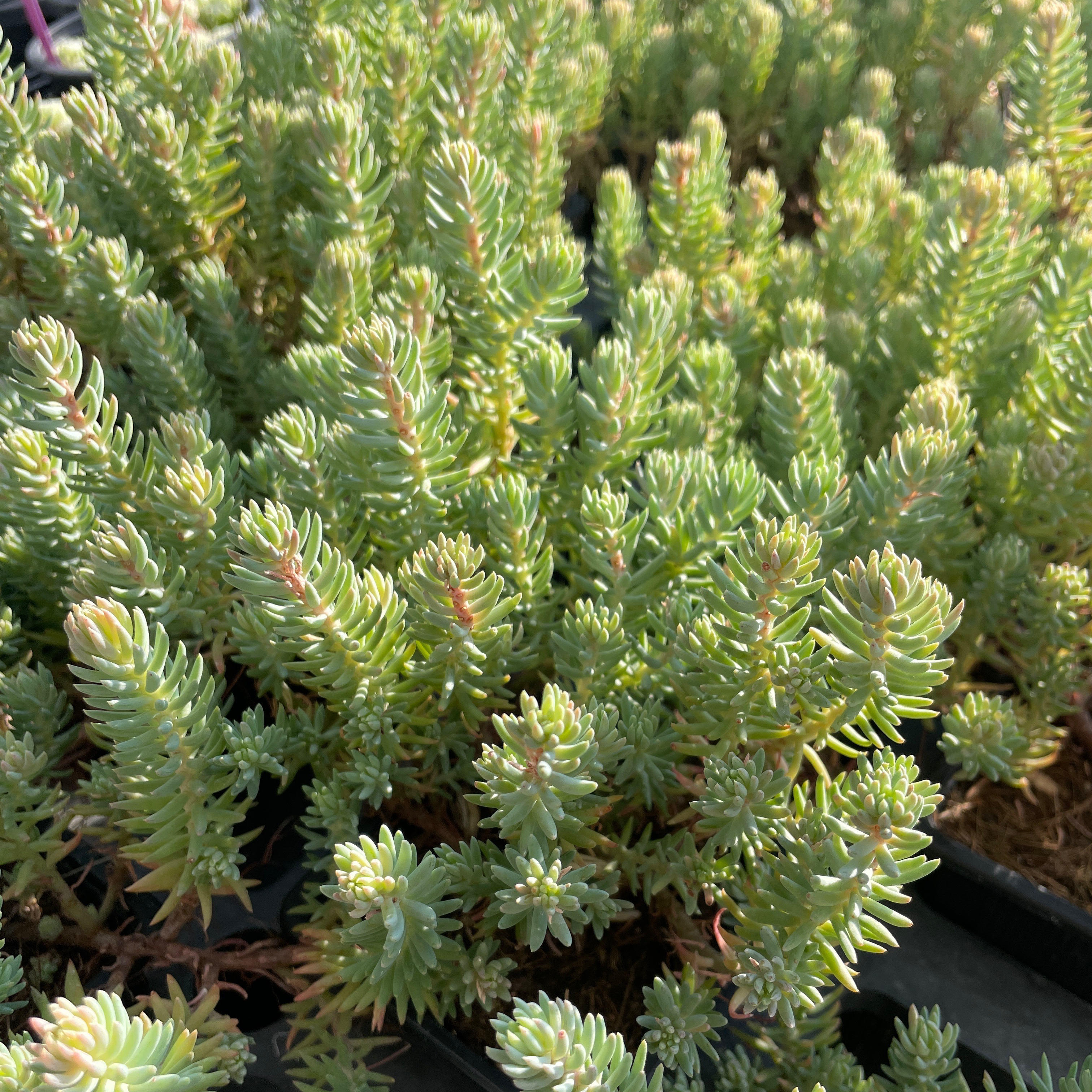 Sedum sediforme ‘Silver’