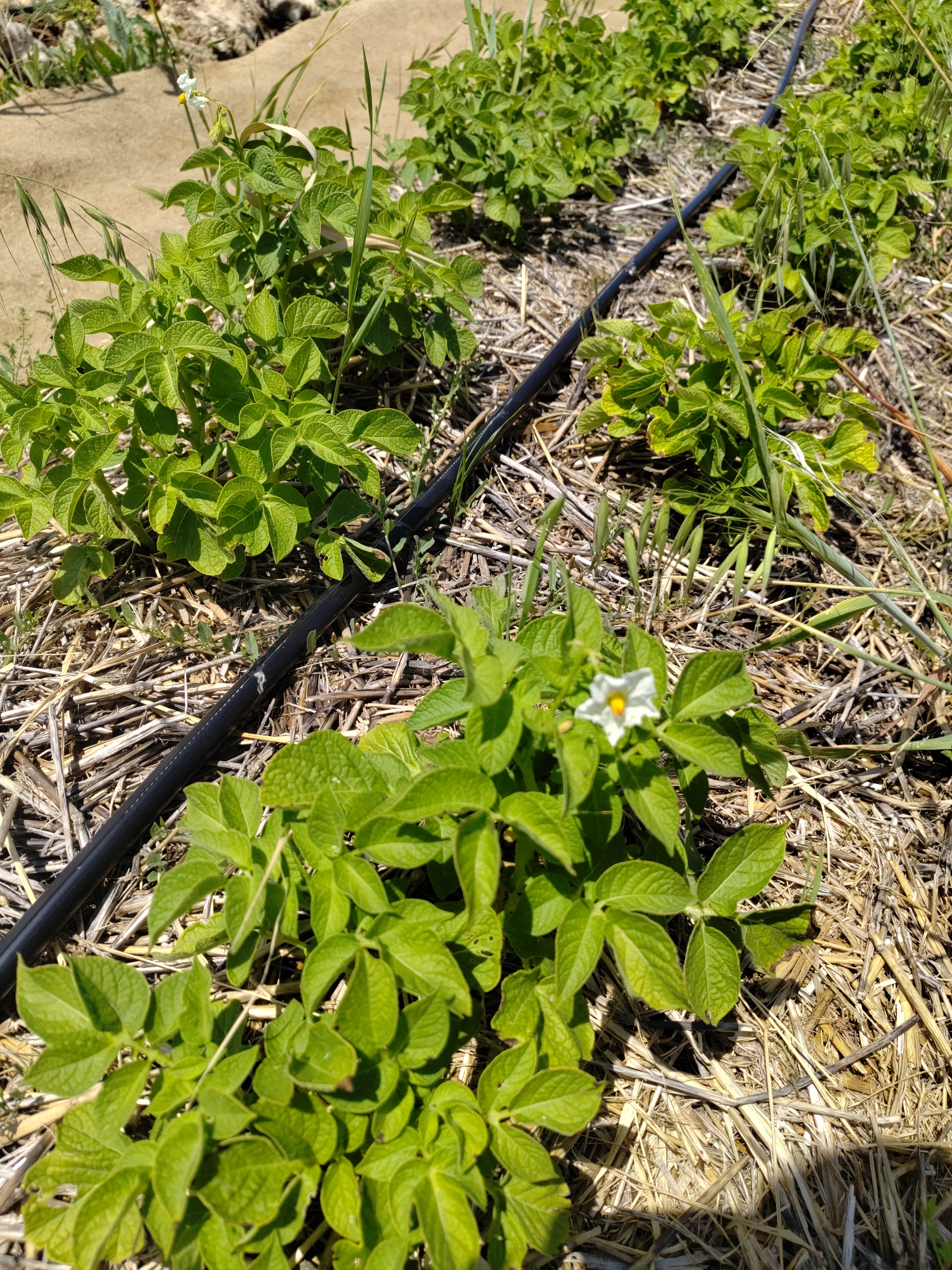 Pomme de terre nouvelle