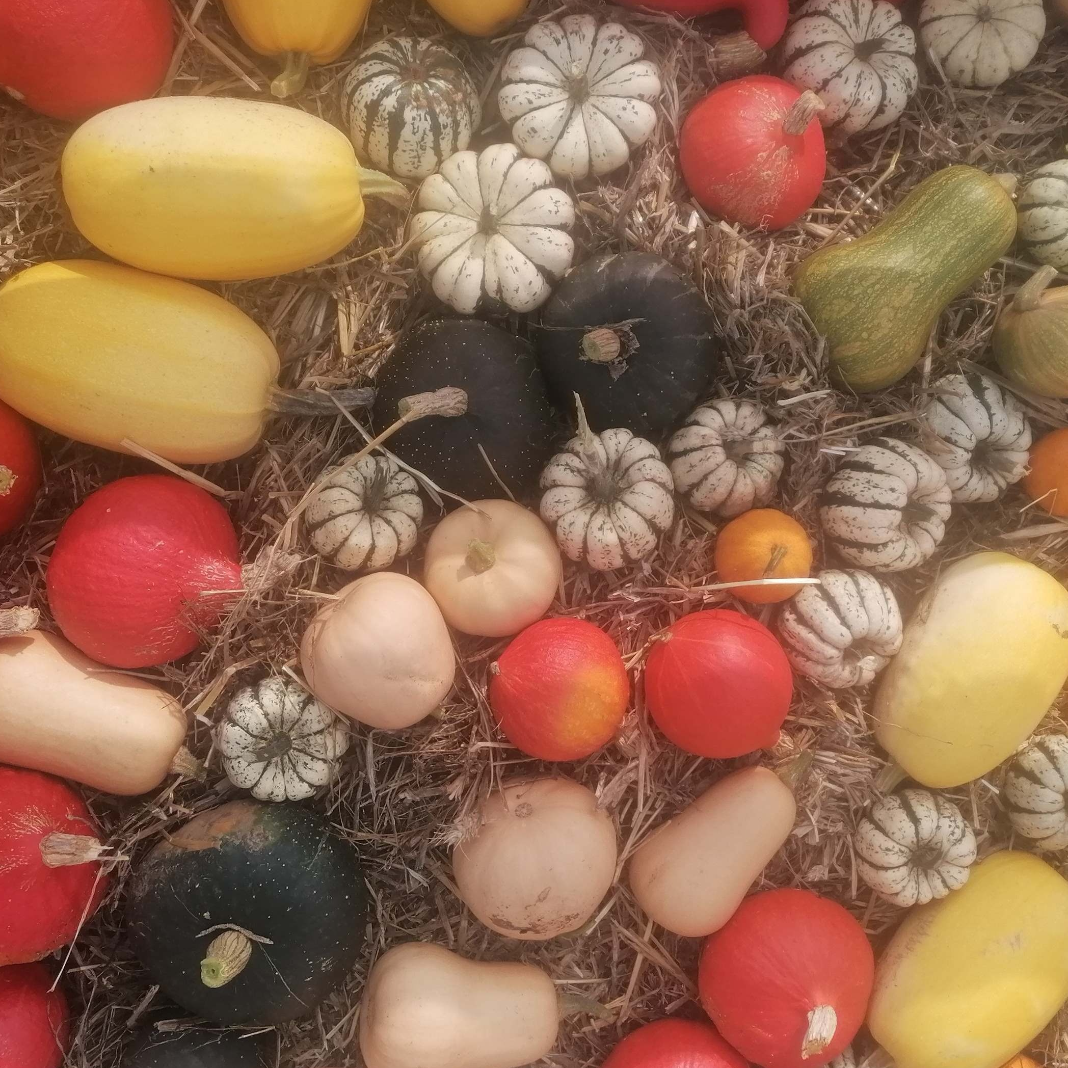Panier Courges - 5kg