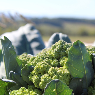 Chou Brocoli
