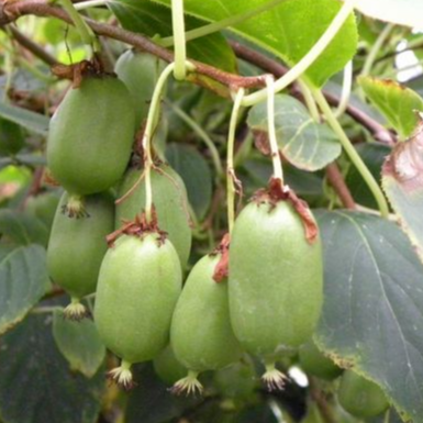 Kiwaï Mâle et Femelle - Actinidia arguta