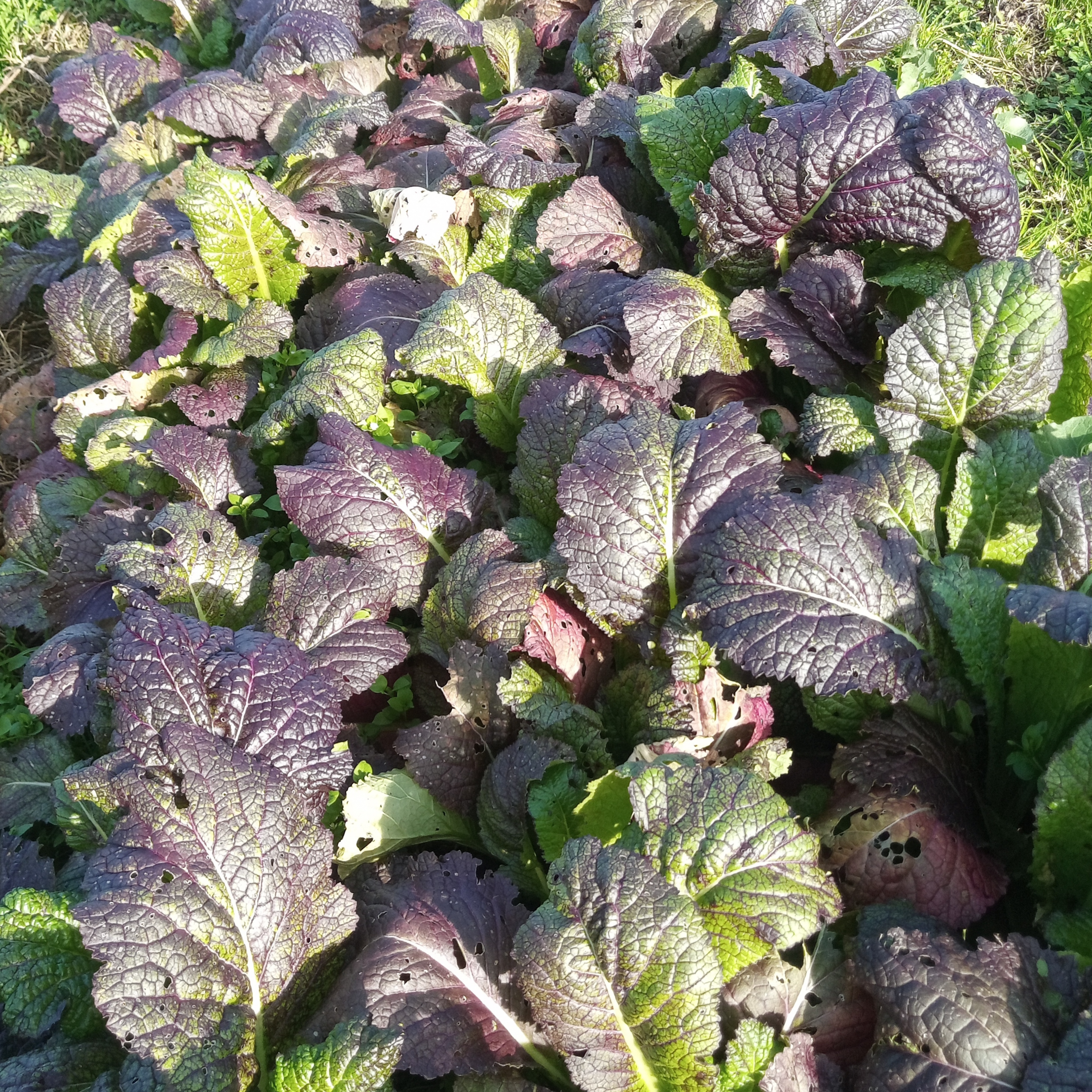 Salades feuilles Moutarde (osaka, mizuna) / sachet de 200gr
