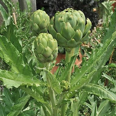 Plant d'artichaut Imperial Star