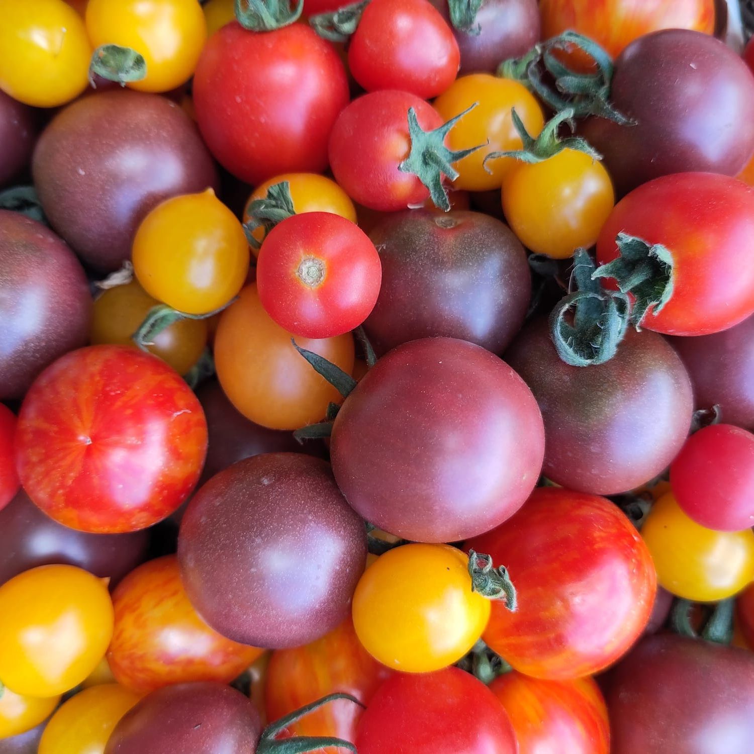 Tomates cerise