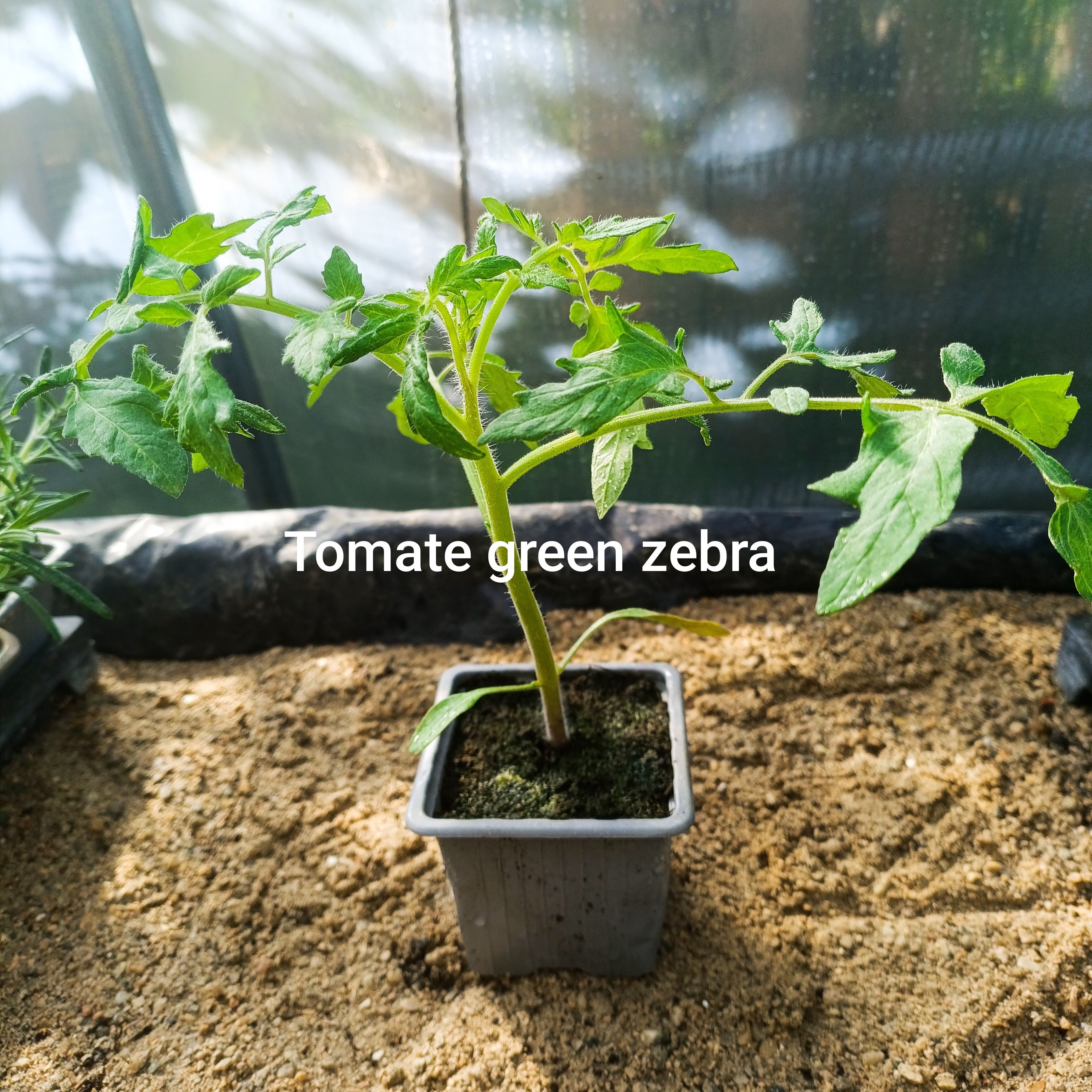 Plant tomate - green zebra