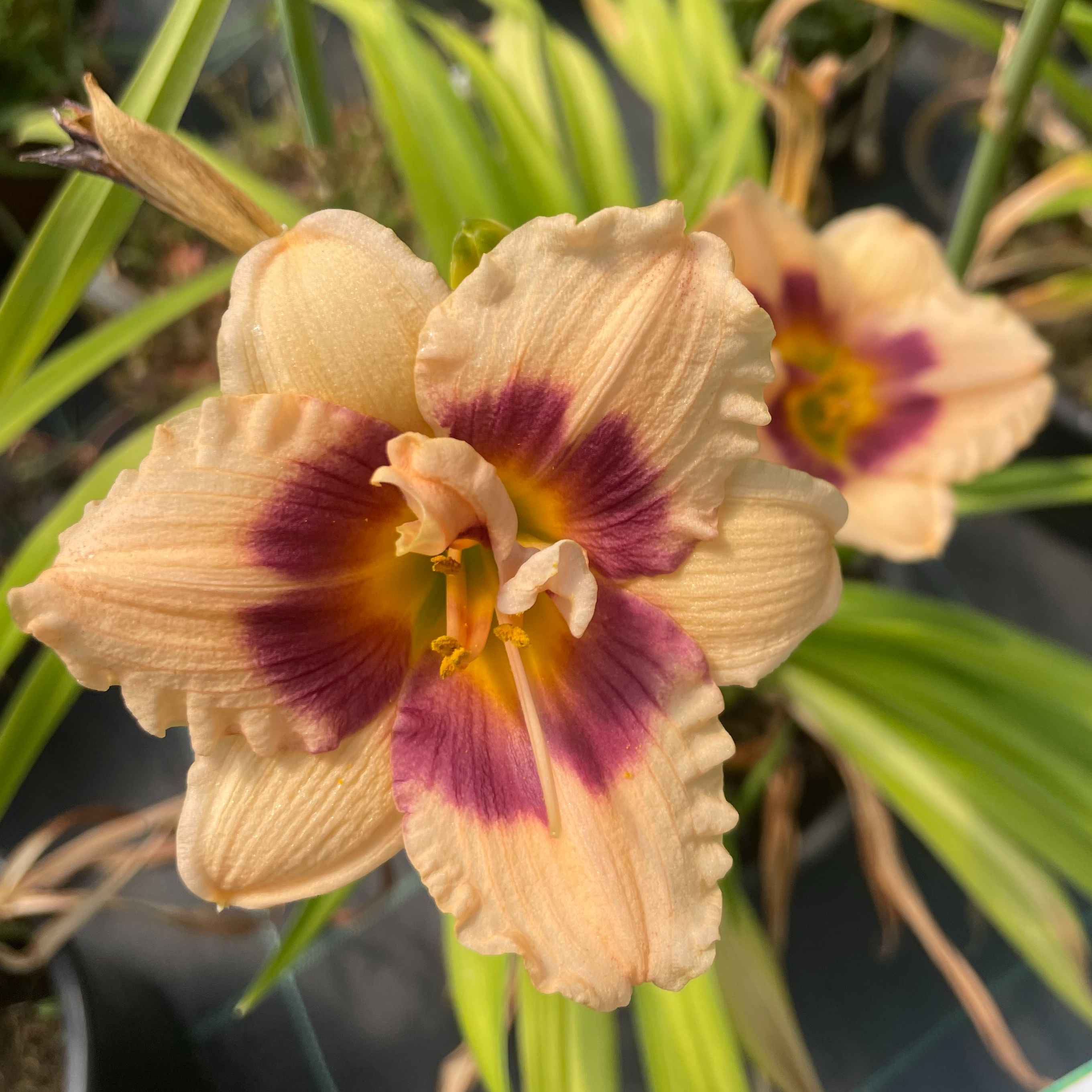 Hemerocallis 'You Angel You'