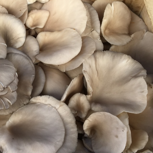 Champignon Pleurotes - 200g
