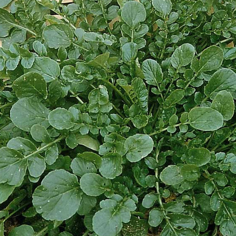 Botte de cresson de terre