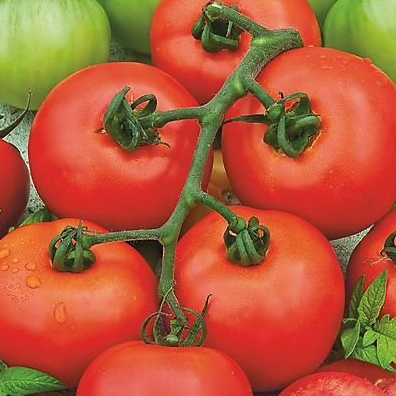 Plant Tomate Pyros - 300g