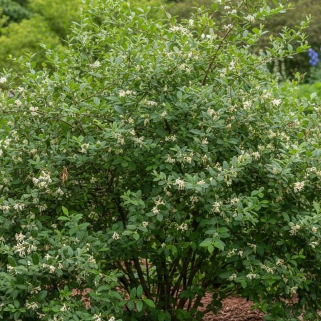 Chèvrefeuille d'hiver - Lonicera fragrantissima