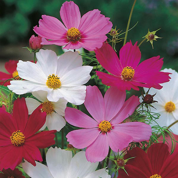 COSMOS