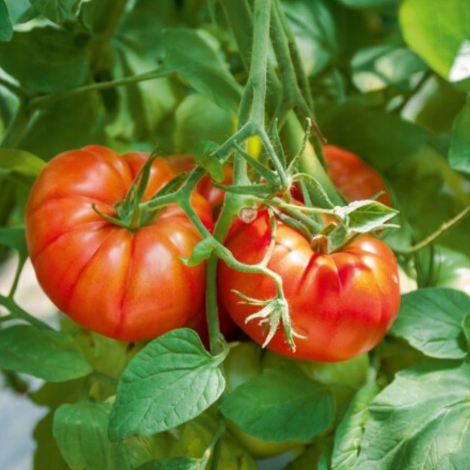 Tomate Coeur du Jardin