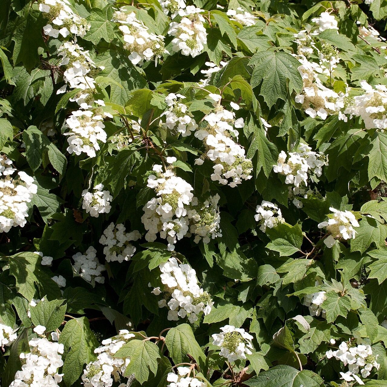 Hortensia à feuilles de chêne (Hydrangea quercifolia) 'Alice'