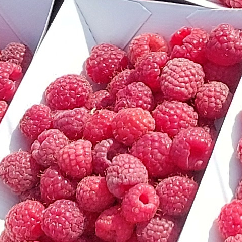 Framboises