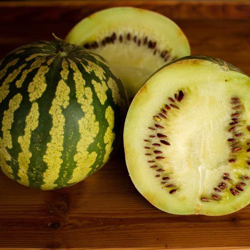 Plant de Pastèque à confiture / Gigerine / Citre