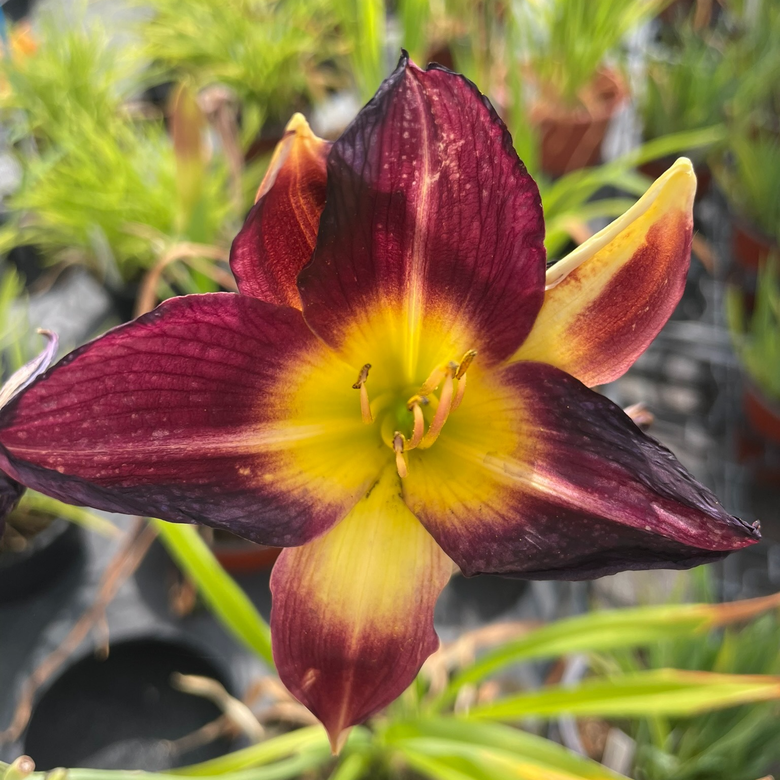 Hemerocallis 'Night Rose'