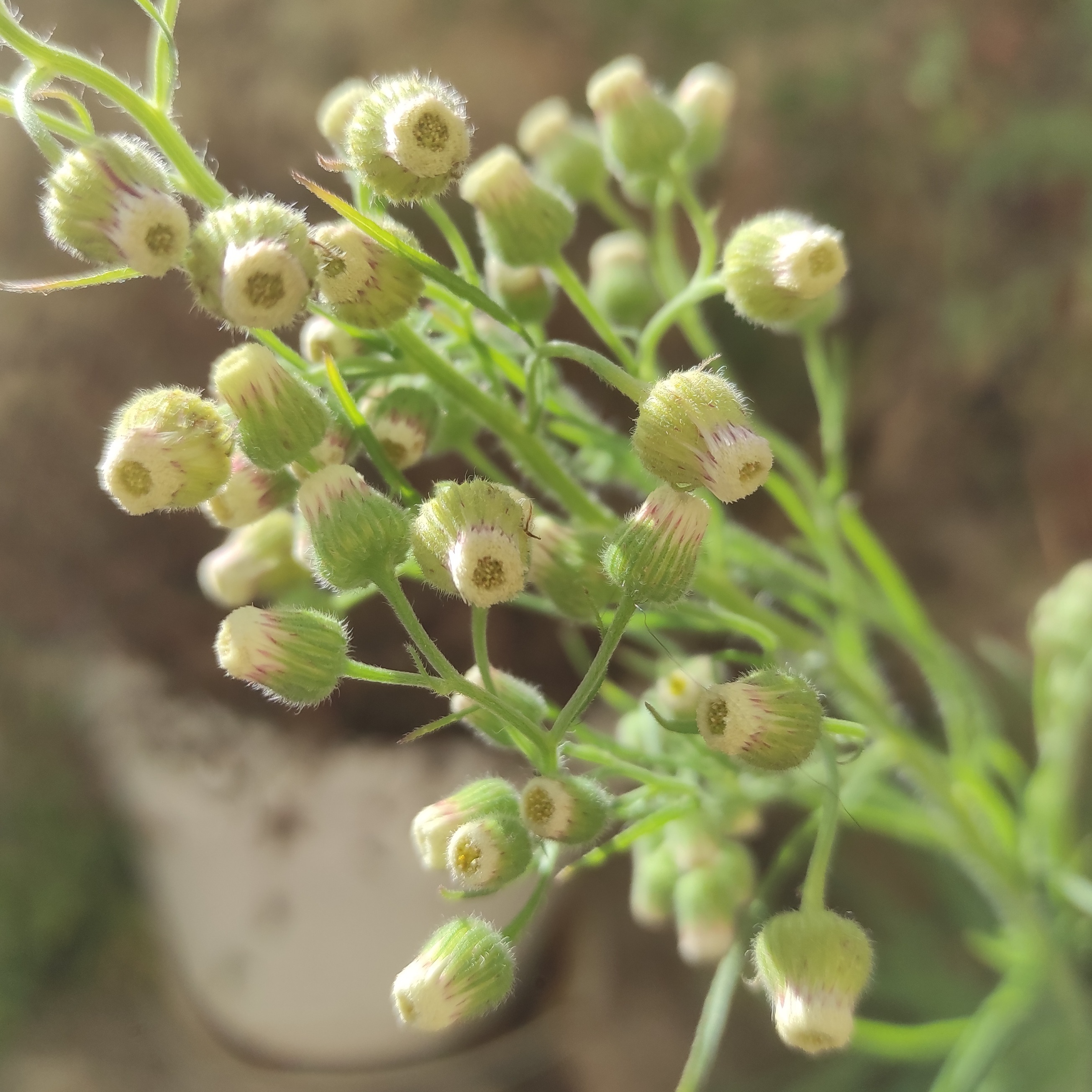 Alcoolature Vergerette Du Canada