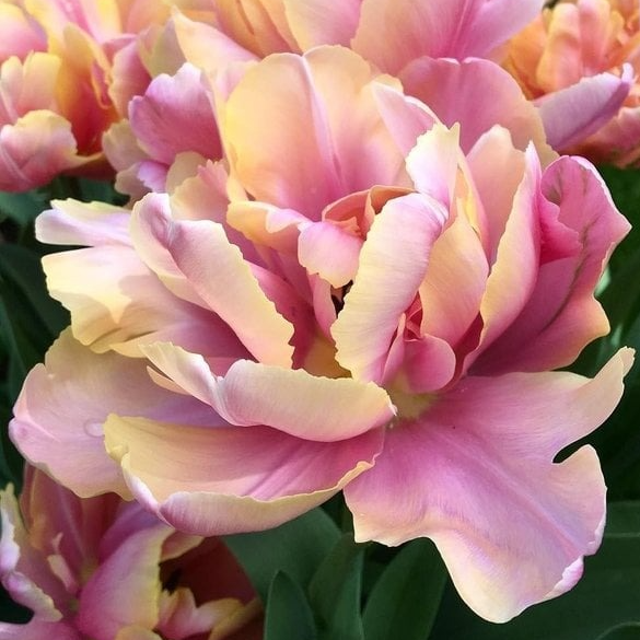 Bulbes Pink Star - 190g