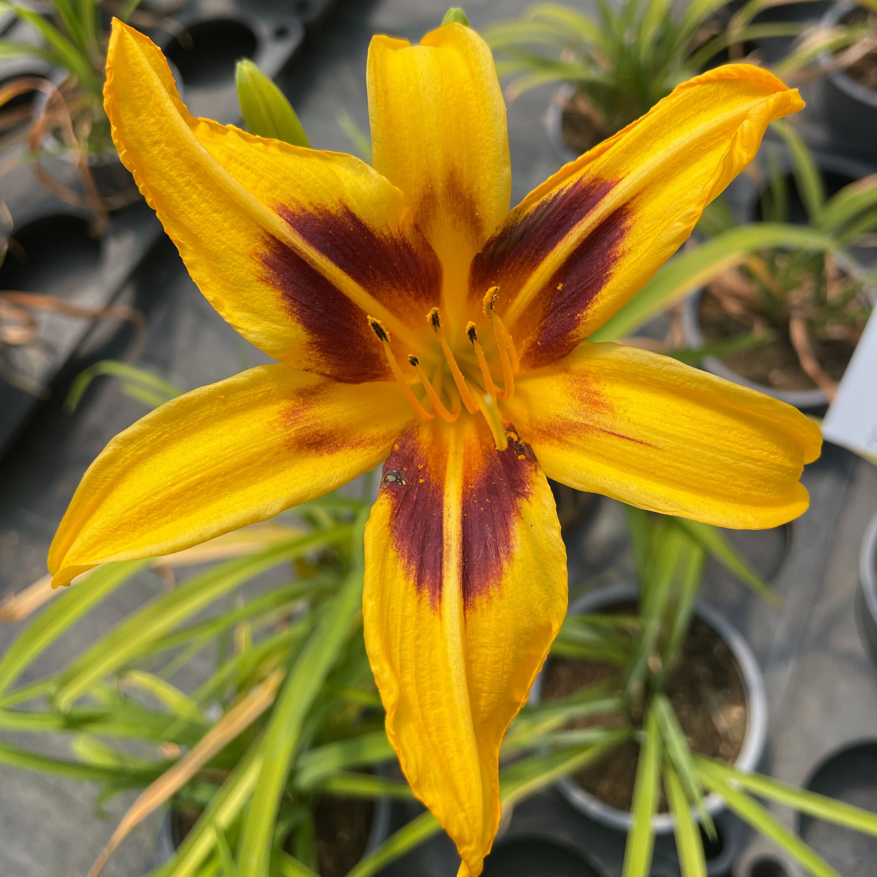 Hemerocallis 'Flamboyant'