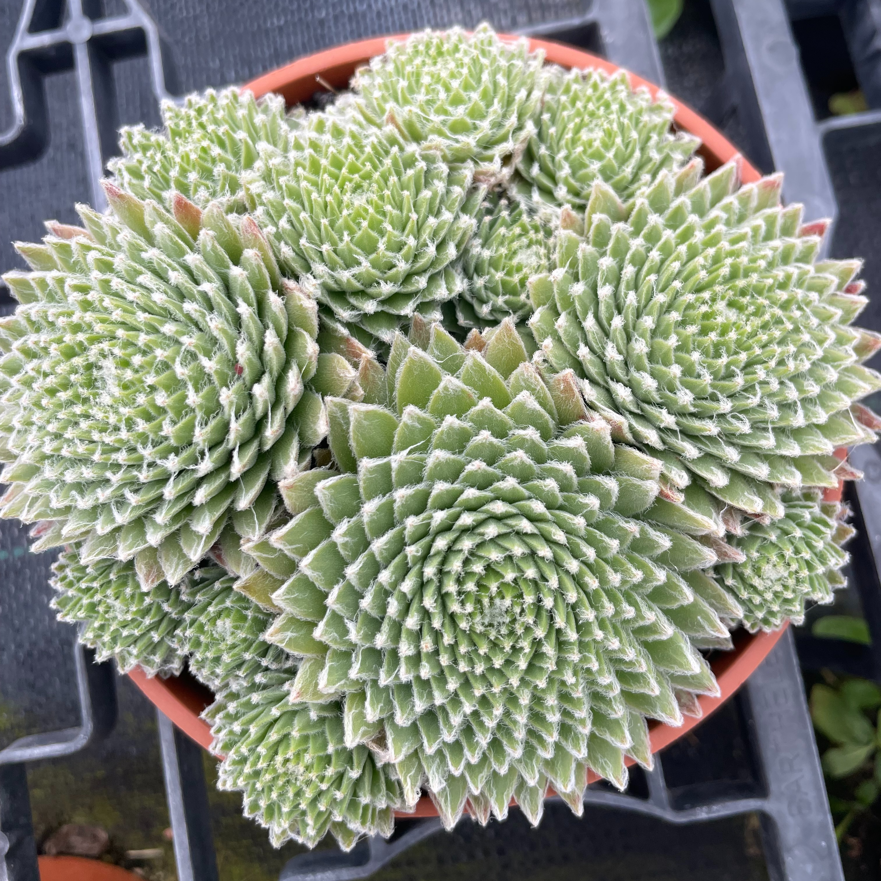 Sempervivum globifera ssp hirta