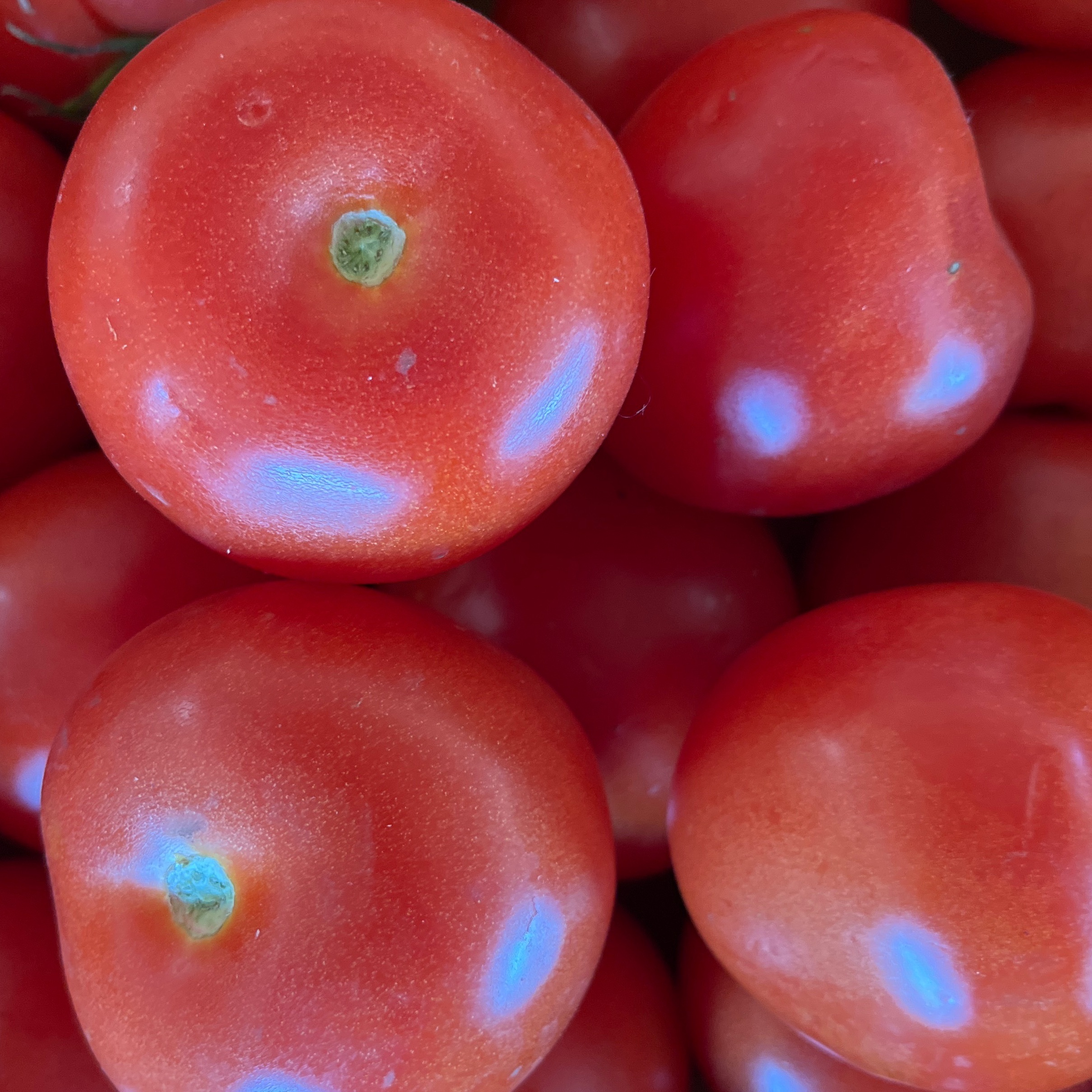 TOMATE RONDE